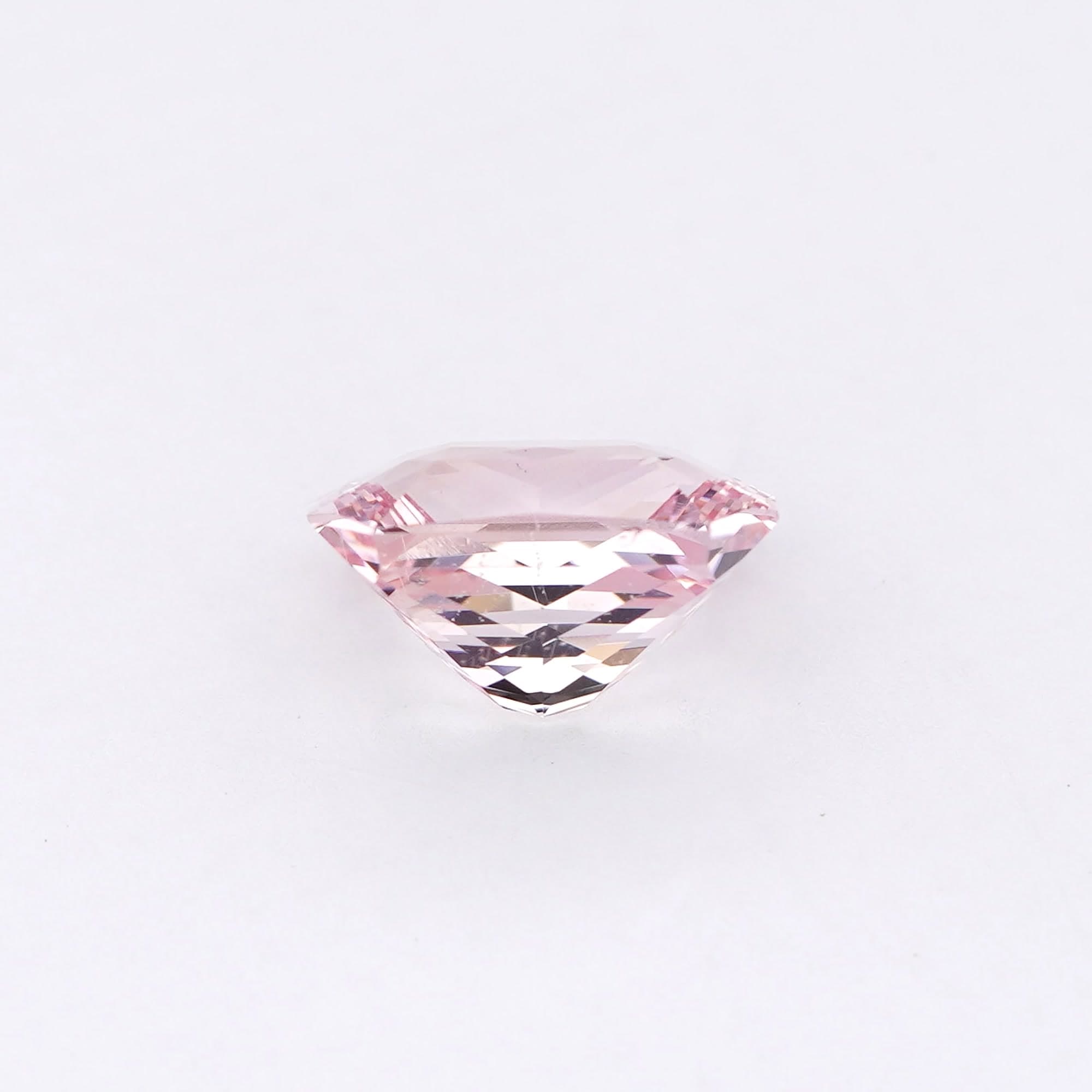 Rose Radiant thumbnail 4