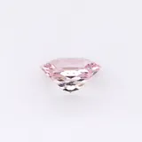 Rose Radiant thumbnail 5