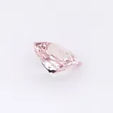 Rose Radiant thumbnail 6